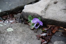 A Pansy in the Snow