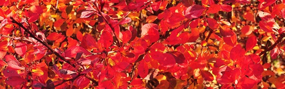 barberry