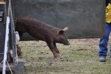 Arriving in the Backyard