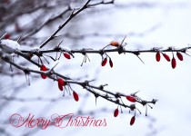 Christmas Card 2014 Front Pic